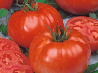 Graines de Tomate Américaine x10