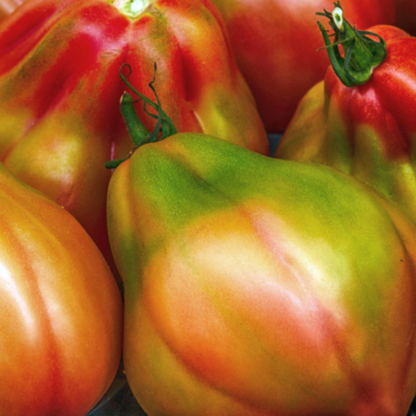 Graines de Tomate « Canestrino » x10