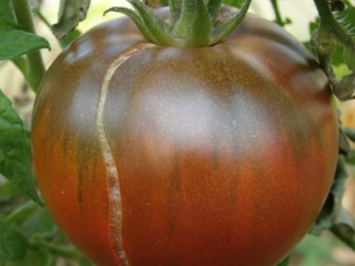 Graines de Tomate « Noires de Crimée » x10