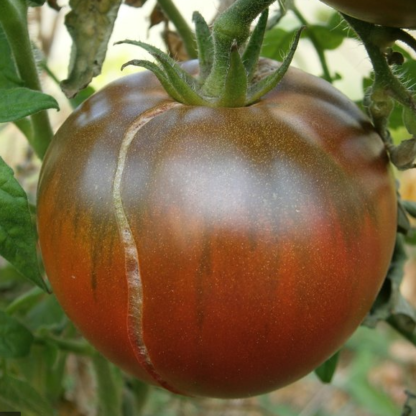 Graines de Tomate « Noires de Crimée » x10